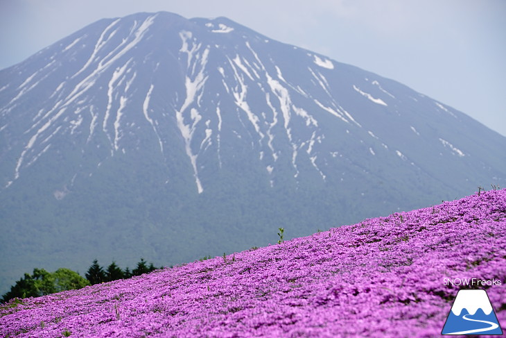 倶知安旭ヶ丘スキー場と三島さん家の芝桜の丘。